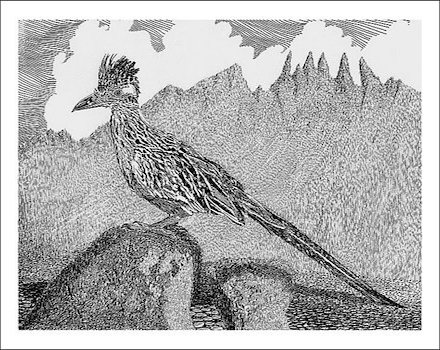 New-Mexico-Roadrunner-Drawing